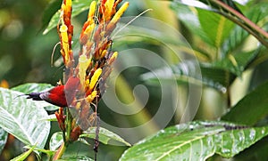 This is a The Java honeybird. The Java honeybird belongs to the Nectariniidae group of birds.