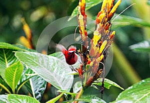 This is a The Java honeybird. The Java honeybird belongs to the Nectariniidae group of birds.