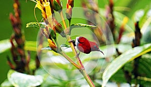 This is a The Java honeybird. The Java honeybird belongs to the Nectariniidae group of birds.
