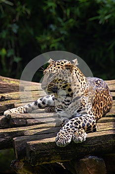 The Java leopard is resting