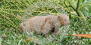 Java Mongoose