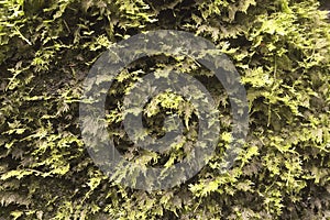 Java moss aquascape plant