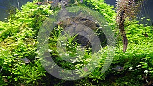 java moss produce air bubble, harlequin rasbora dwarf pet fish, dense lush tropical aquatic plant, Amano style iwagumi aquascape,