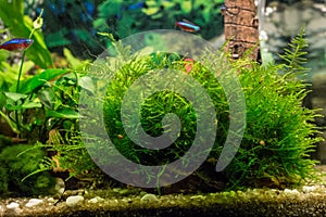 Java moss / Vesicularia in aquarium