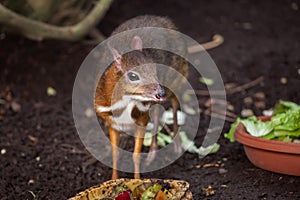 Java mouse-deer Tragulus javanicus.