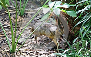 Java mouse-deer Tragulus javanicus the smallest artiodactyl on the planet