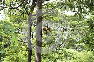 Java olive tree (Sterculia foetida)