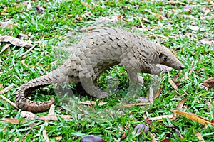 Java Pangolin manis javanica