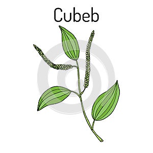 Java pepper Piper cubeba , or cubeb, medicinal plant