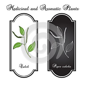 Java pepper Piper cubeba , or cubeb, medicinal plant