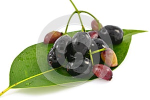 Java Plum fruit