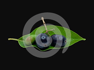 Java plum or jambolana isolated on black background
