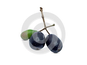 Java plum or jambolana isolated on white background