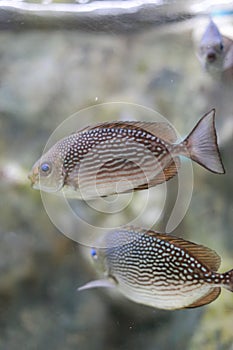 Java rabbitfish or Bluespotted spinefish or Streaked spinefoot