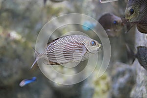 Java rabbitfish or Bluespotted spinefish or Streaked spinefoot