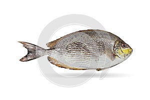 Java rabbitfish, Bluespotted spinefish or Streaked spinefoot fis