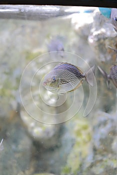 Java rabbitfish or Bluespotted spinefish or Streaked spinefoot