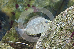 Java rabbitfish or Bluespotted spinefish or Streaked spinefoot