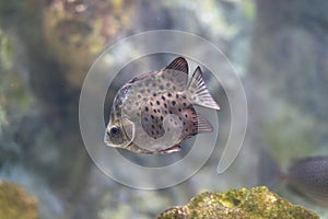 Java Rabbitfish (Siganus javus)