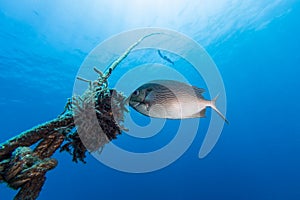 Java rabbitfish Siganus javus fish