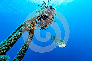 Java rabbitfish Siganus javus fish