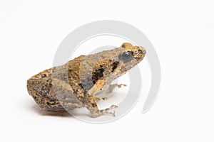 Java Rice Frog, Javan Chorus-frog, Microhyla achatina Javanese Narrow-mouthed Frog isolated on white background