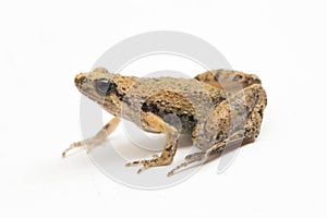 Java Rice Frog, Javan Chorus-frog, Microhyla achatina Javanese Narrow-mouthed Frog isolated on white background