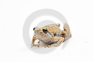 Java Rice Frog, Javan Chorus-frog, Microhyla achatina Javanese Narrow-mouthed Frog isolated on white background