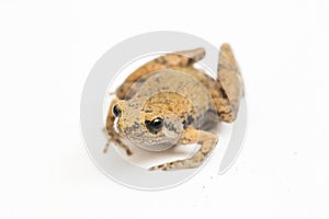 Java Rice Frog, Javan Chorus-frog, Microhyla achatina Javanese Narrow-mouthed Frog isolated on white background