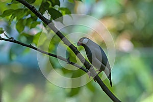 Java rice sparrow. The rice finch is the most famous and largest of the Asian finches.