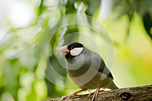 Java sparrow