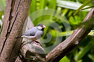 Java sparrow