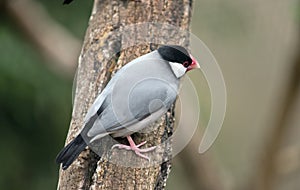 A java sparrow