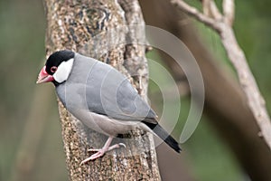 A java sparrow