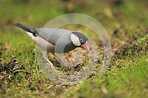 Java sparrow