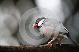 Java sparrow