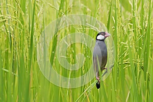 Java Sparrow