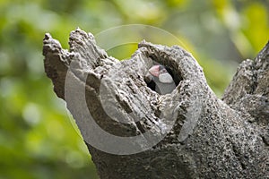 Java Sparrow