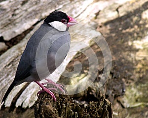 Java Sparrow