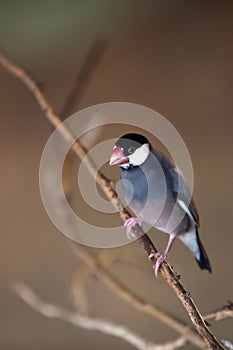 Java Sparrow