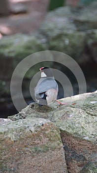 Java sparrow, also known as Java finch, Java rice sparrow or Java rice bird, is a small passerine bird. This estrildid finch i