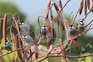 Java Sparrow  Big Island Hawaii ,USA