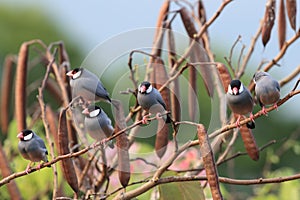 Java Sparrow  Big Island Hawaii ,USA