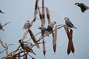 Java Sparrow  Big Island Hawaii ,USA