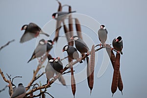 Java Sparrow  Big Island Hawaii ,USA