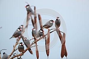 Java Sparrow  Big Island Hawaii ,USA