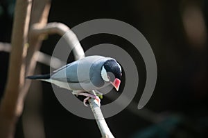 Java Sparrow Bird