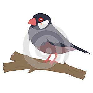 Java Sparrow, Bird of Indonesia Vector