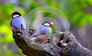 Java sparrow birds