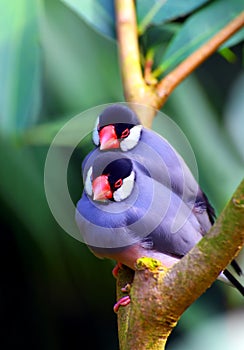 Java sparrow birds